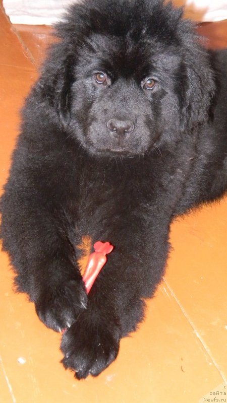 Фото: ньюфаундленд Chernoglazaya Kalista Kara Deniz