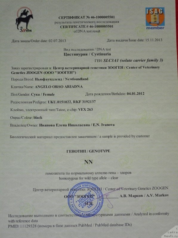 Фото: ньюфаундленд Анджело Орсо Ариадна (Angelo Orso Ariadna)