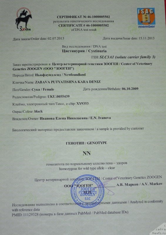 Фото: ньюфаундленд Забава Путятишна Кара Дениз (Zabava Putyatishna Kara Deniz)