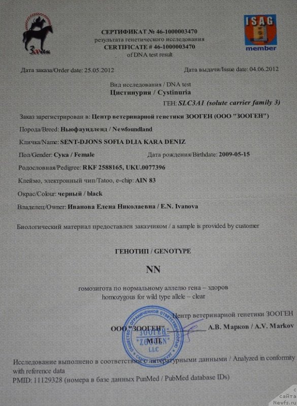 Фото: ньюфаундленд Сент Джонс София для Кара Дениз (Sent Djons Sofia Dlia Kara Deniz)