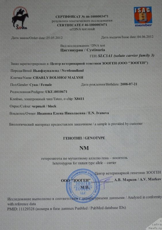 Фото: ньюфаундленд Чарли Большой Малыш (Charly Bolshoj Malysh)