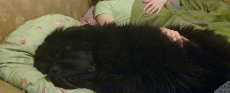 Фото: ньюфаундленд Черная Мафия Муст Хаве (Chernaya Mafia Must Have)