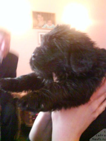 Фото: ньюфаундленд Формула Любви от Сибирского Медведя