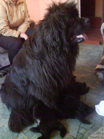 Фото: ньюфаундленд Формула Любви от Сибирского Медведя, ньюфаундленд Госпожа Удача от Сибирского Медведя