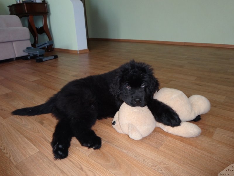 Фото: ньюфаундленд Актив Блэйз оф Глори