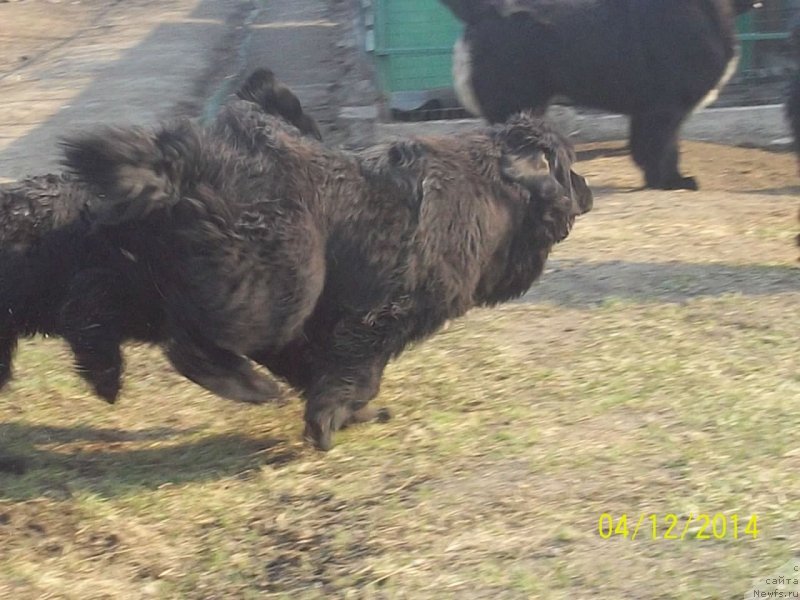 Фото: ньюфаундленд Супер Премиум Немессис