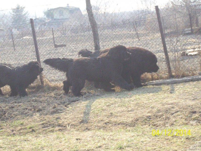 Фото: ньюфаундленд Виски Ред Лейбл Вепс (Viski Red Label Veps), ньюфаундленд Супер Премиум Нао Дел Трато