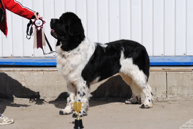 Фото: ньюфаундленд Степная Пальмира Естественно Я Лучший