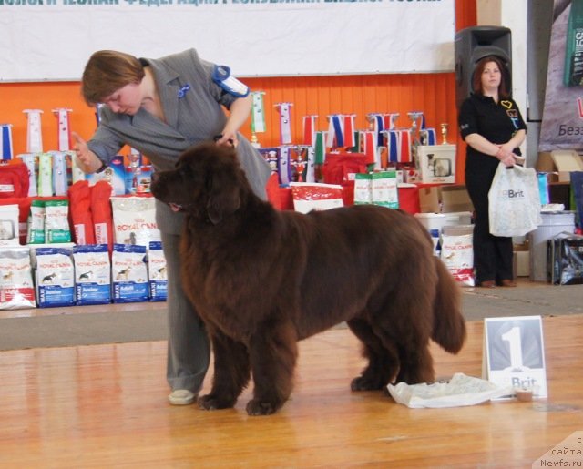 Фото: ньюфаундленд Обуш Шед Якутия (Obush Shed Yakutia)