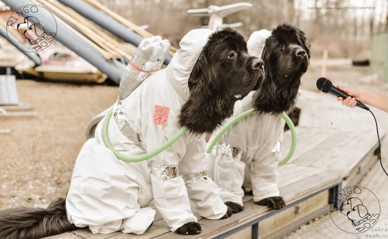 Фото: ньюфаундленд Смигар Ливерпульский Четвертак (Smigar Liverpulsiy Chetvertak), ньюфаундленд Питерньюф Монт Бланк (Piternyuf Mont Blanc)