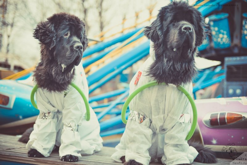 Фото: ньюфаундленд Смигар Ливерпульский Четвертак (Smigar Liverpulsiy Chetvertak), ньюфаундленд Питерньюф Монт Бланк (Piternyuf Mont Blanc)