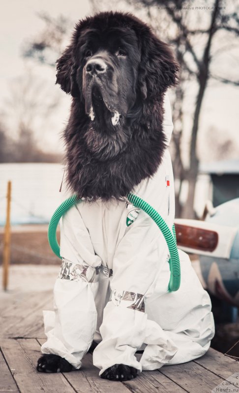 Фото: ньюфаундленд Смигар Ливерпульский Четвертак (Smigar Liverpulsiy Chetvertak)