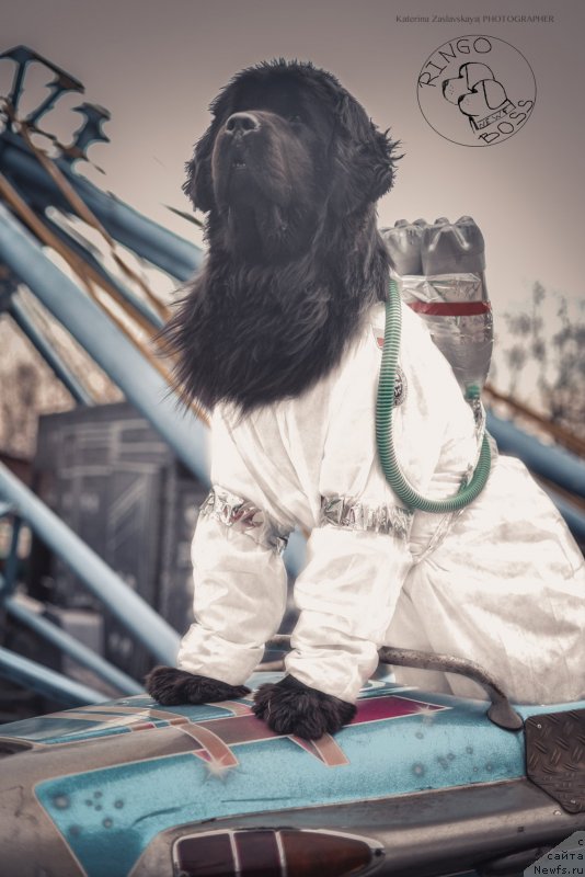 Фото: ньюфаундленд Питерньюф Монт Бланк (Piternyuf Mont Blanc)