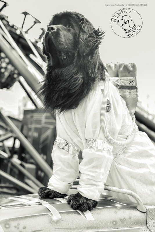 Фото: ньюфаундленд Питерньюф Монт Бланк (Piternyuf Mont Blanc)