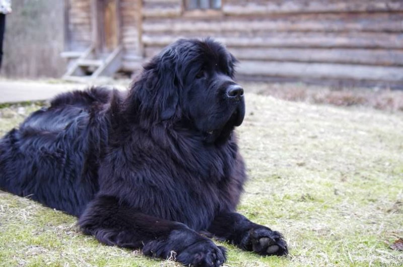 Фото: ньюфаундленд Черная Мафия Меант То Бе (Chernaya Mafia Meant To Be)