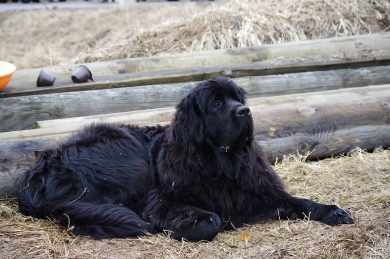 Фото: ньюфаундленд Черная Мафия Меант То Бе (Chernaya Mafia Meant To Be)