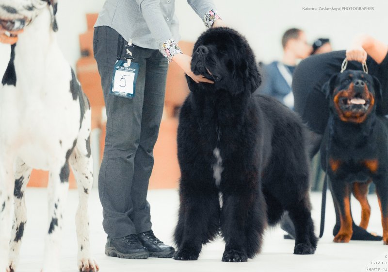 Фото: ньюфаундленд Смигар Лав Стори (Smigar Love Story)