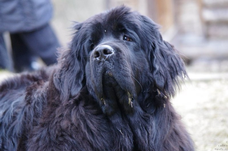 Фотография № 150934