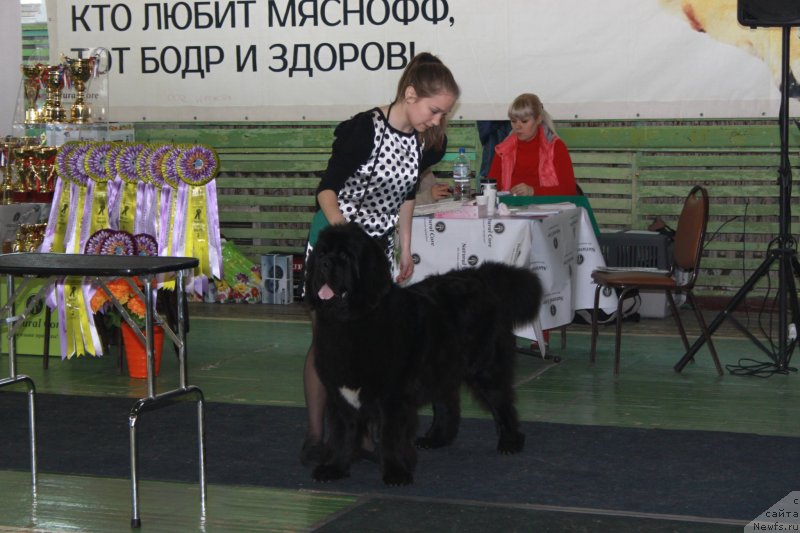 Фото: ньюфаундленд Сент Джонс Жирар Реми (Sent Djons Zhirar Remi)