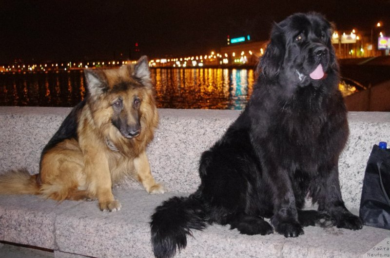 Фото: ньюфаундленд Черная Мафия Меант То Бе (Chernaya Mafia Meant To Be)