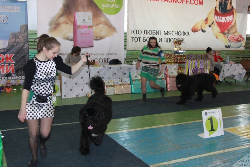 Фото: ньюфаундленд Сент Джонс Жирар Реми (Sent Djons Zhirar Remi), ньюфаундленд Супер Премиум Мармелад