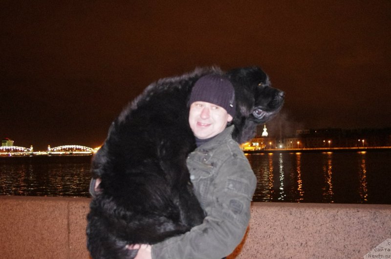 Фото: ньюфаундленд Черная Мафия Меант То Бе (Chernaya Mafia Meant To Be)