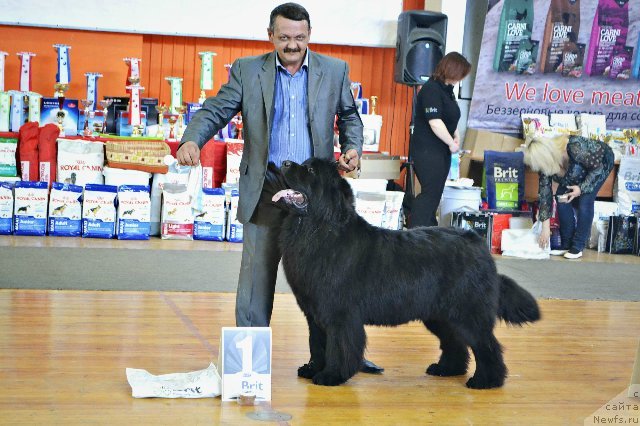Фото: ньюфаундленд Звездный Дар Афродита (Zvezdnij Dar Afrodita)