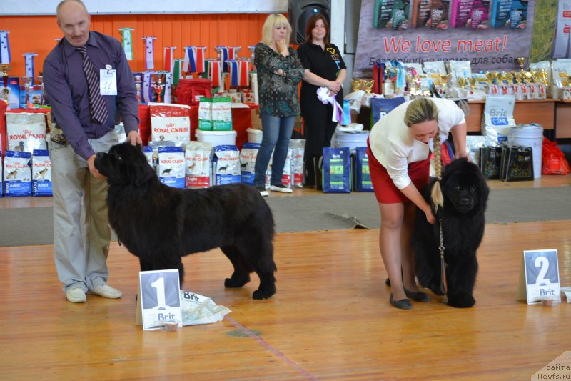 Фото: ньюфаундленд Акватория Келвин Шарлиз (Aquatoriya Kelvin Sharliz)