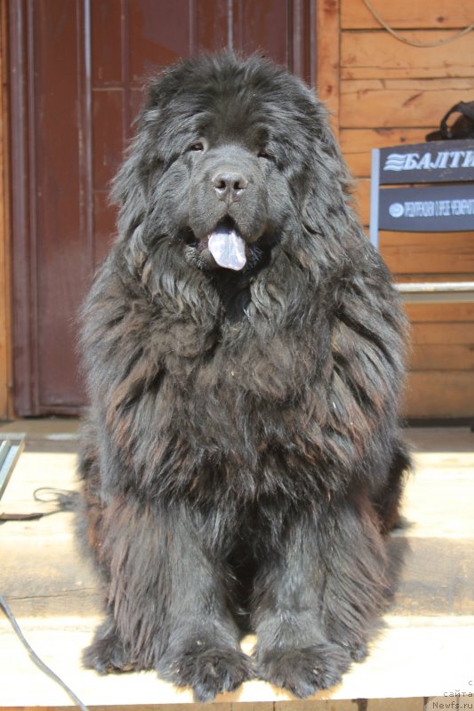 Фото: ньюфаундленд Инайтер Де Дюк