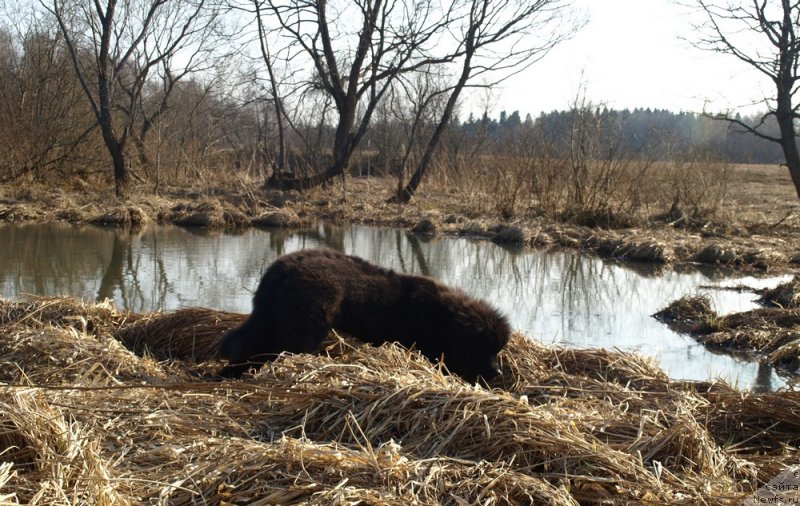 Фото: ньюфаундленд Забава Путятишна