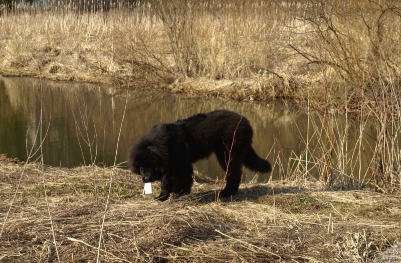 Фото: ньюфаундленд Забава Путятишна