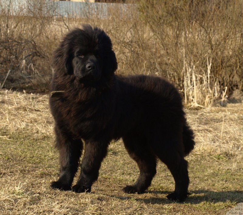 Фото: ньюфаундленд Забава Путятишна