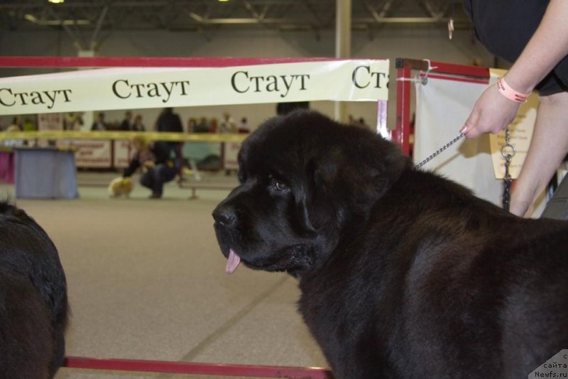 Фото: ньюфаундленд Бегущая по Волнам Елегант Елизабетх