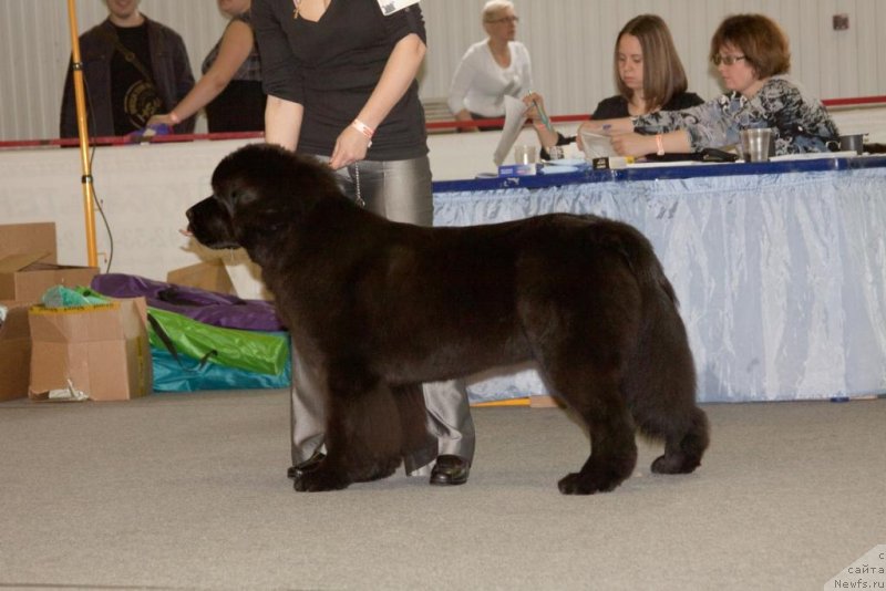 Фото: ньюфаундленд Бегущая по Волнам Елегант Елизабетх