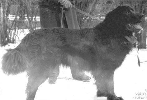 Фото: ньюфаундленд Сэм Мар