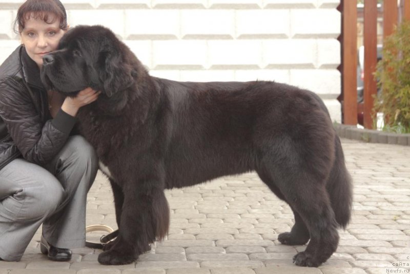 Фото: ньюфаундленд Бегущая по Волнам Елегант Елизабетх, Екатерина Харченко