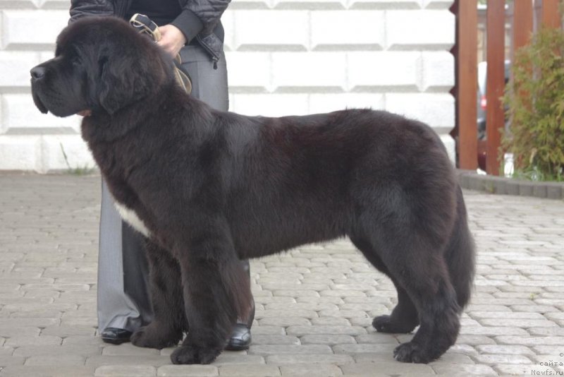 Фото: ньюфаундленд Бегущая по Волнам Елегант Елизабетх