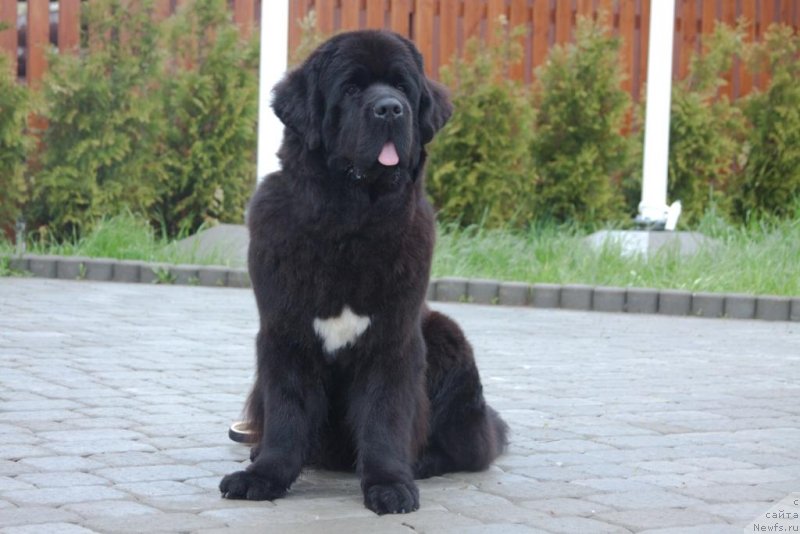 Фото: ньюфаундленд Бегущая по Волнам Елегант Елизабетх