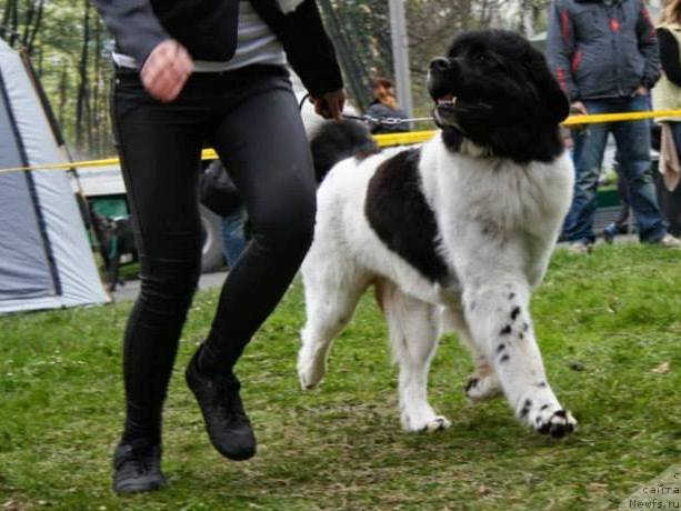 Фото: ньюфаундленд Черная Мафия Зебра Тиме (Chernaya Mafia Zebra Time)