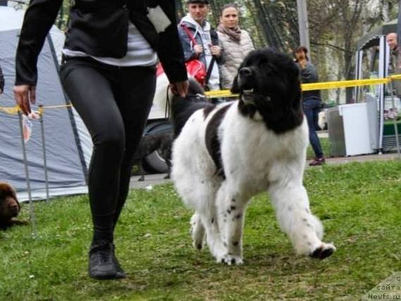 Фото: ньюфаундленд Черная Мафия Зебра Тиме (Chernaya Mafia Zebra Time)