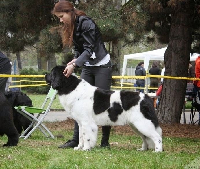 Фото: ньюфаундленд Черная Мафия Зебра Тиме (Chernaya Mafia Zebra Time)