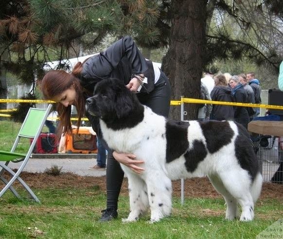 Фото: ньюфаундленд Черная Мафия Зебра Тиме (Chernaya Mafia Zebra Time)