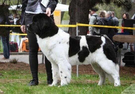 Фото: ньюфаундленд Черная Мафия Зебра Тиме (Chernaya Mafia Zebra Time)