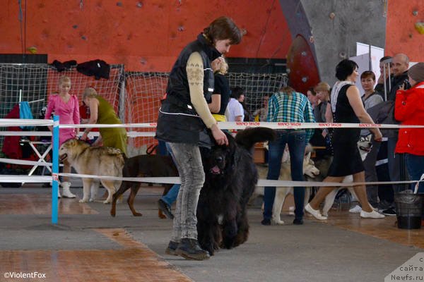 Фото: ньюфаундленд Кипер Соул Лайон Хэерт