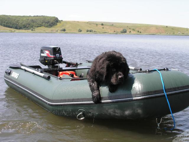 Фото: ньюфаундленд Молодец-Удалец от Сибирского Медведя (Molodets-Udalets ot Sibirskogo Medvedja)
