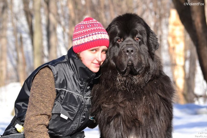 Фото: ньюфаундленд Кипер Соул Лайон Хэерт, Ольга Иванова