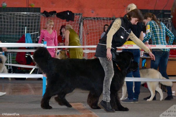 Фото: ньюфаундленд Кипер Соул Лайон Хэерт, Ольга Иванова