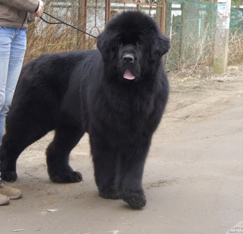 Фото: ньюфаундленд Смигар Галакси Шелл Вин (Smigar Galaxsy Shall Win)