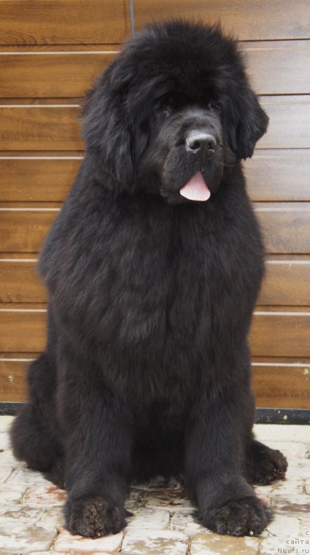 Фотография № 151028