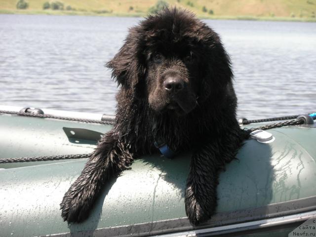 Фото: ньюфаундленд Молодец-Удалец от Сибирского Медведя (Molodets-Udalets ot Sibirskogo Medvedja)